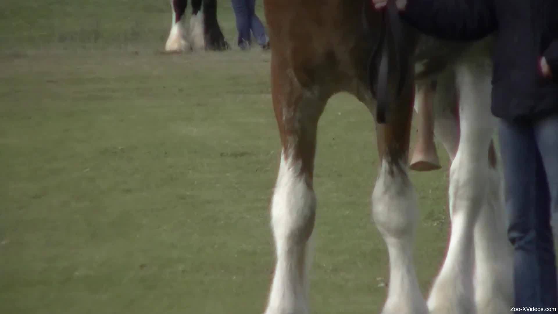 Horny man wants to feel that huge horse cock