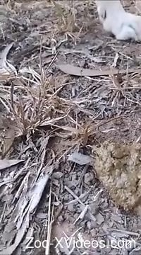 Dude lets this dog eat his ass and his shit too