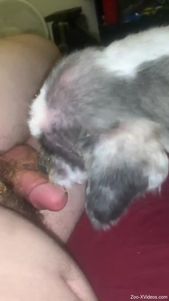 Hairy cock dude gets a nice blowie from a doggo