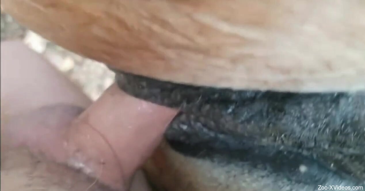 Good horse pussy getting fucked by a horny fucker