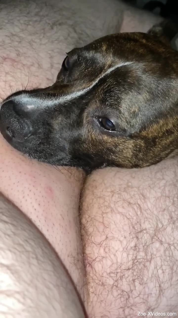 Man forces his dog to lick his balls and throat his dick