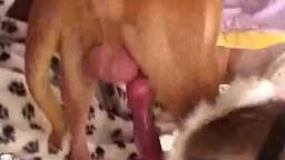 The doggie pumped a zoophile full of pussy sperm