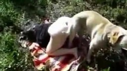Real incendiary sex with a four-legged guy in the woods. Zooporno in nature free