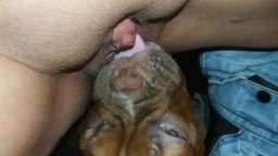 Doggy gives a good clitor lick to a fat pervert