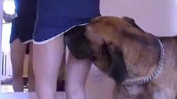 The blonde beauty allowed the dog to lick the anus zooporn