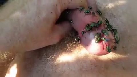 Green flies stuck around the cock of an excited zoophile video