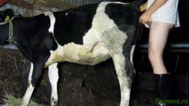 Sex with a cow in the village zoophila download mp4