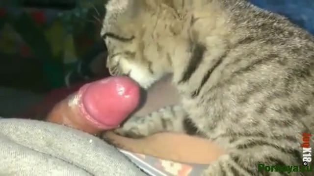 Cat licks cock in sour cream guy, zooporn download