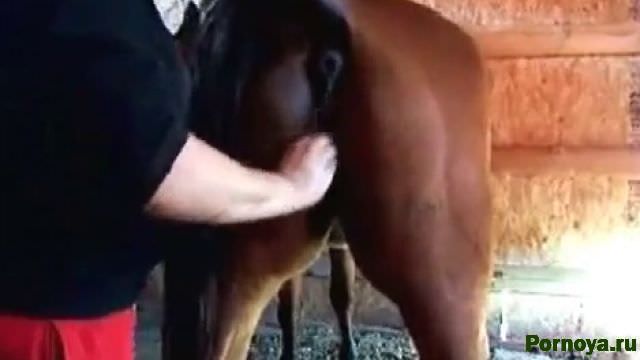 Zoophile fisting mp4 porn horse download