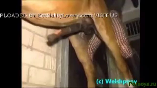 Fucked a horse in the ass, Zoophile mp4 anal porn