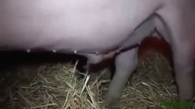 Porn of a skinny whore with a big boar, download zoo mp4 video