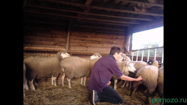 Rural zoophile fucks rams and sucks on them, download mp4 zoo video