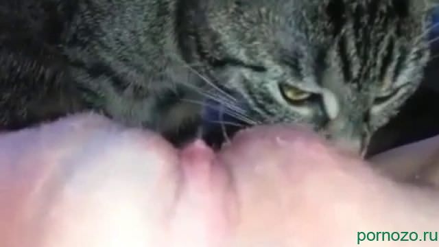 The cat licks the pussy of a fat mistress. Porn mp4zoo download