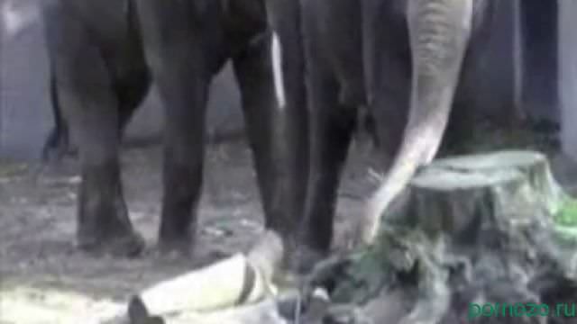Elephant porn zoo videos. Video mating of large animals