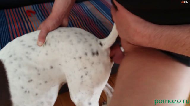 Zoophile pervert fucks a white dog in the ass xxx zoomp4 video