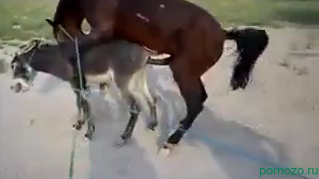 The horse fucked the donkey mp4 - download animal porn