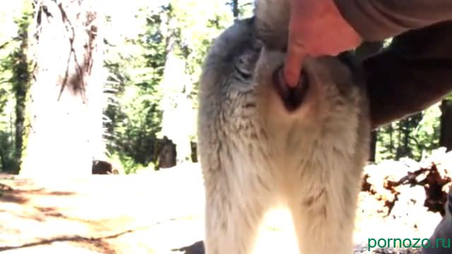 A guy fucks a husky dog in nature, mp4 download bestiality porn