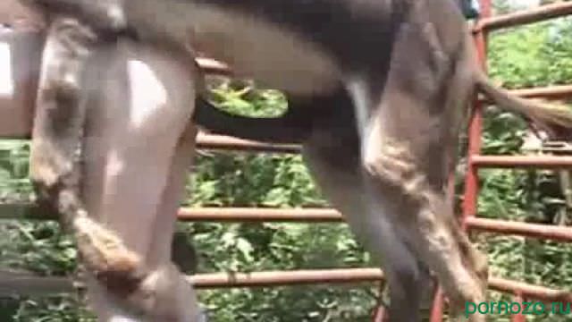 Donkey fucks a man in the anus. Porn zoo download