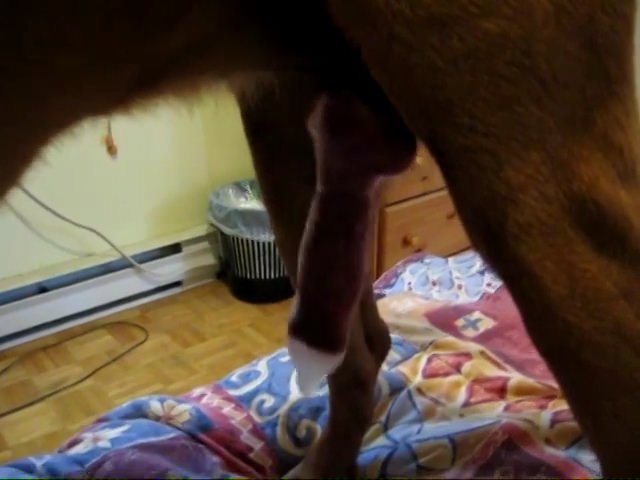 Dog put a condom on the dick