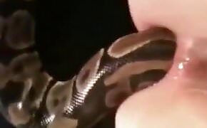 Constellation snake anal sex porn
