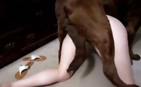 The guy watches how the dog fucks his girlfriend