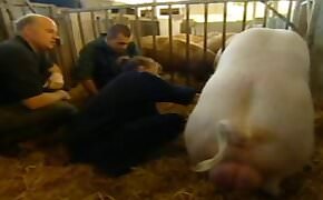 A whore was brought to a farm to record a porn video with a pig