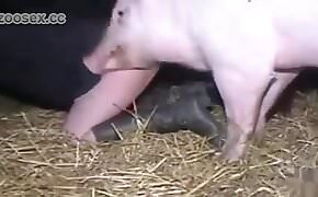 Sexual pig zoophilia video
