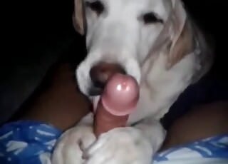 Brave dude gets his dick sucked by his dog in a animalsex free video