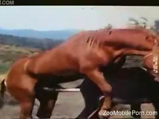 Man gets aroused watching two horses fuck in the outdoor 208p