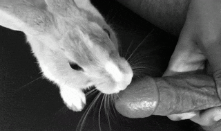 Rabbit licking a guy's hot cock but only the tip 756p