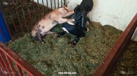 Sex of woman Yasmin with spotted pig from k9 lady watch online