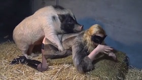 A pig in a barn fucks a Georgian woman, sex movie with an animal watch online