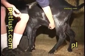 An undersized zoophile fucked a horned goat in the ass, explicit sex video watch online