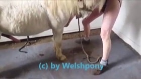 A horse humiliates a dude in the ass, ferocious zoo sex video watch online