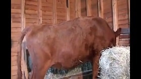 Zoophile fucked a cow in a provincial porn zoo watch online